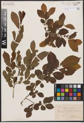 Salix aurita L. x Salix silesiaca Willd.